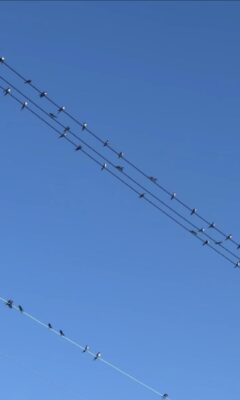 IMG_5982.jpg